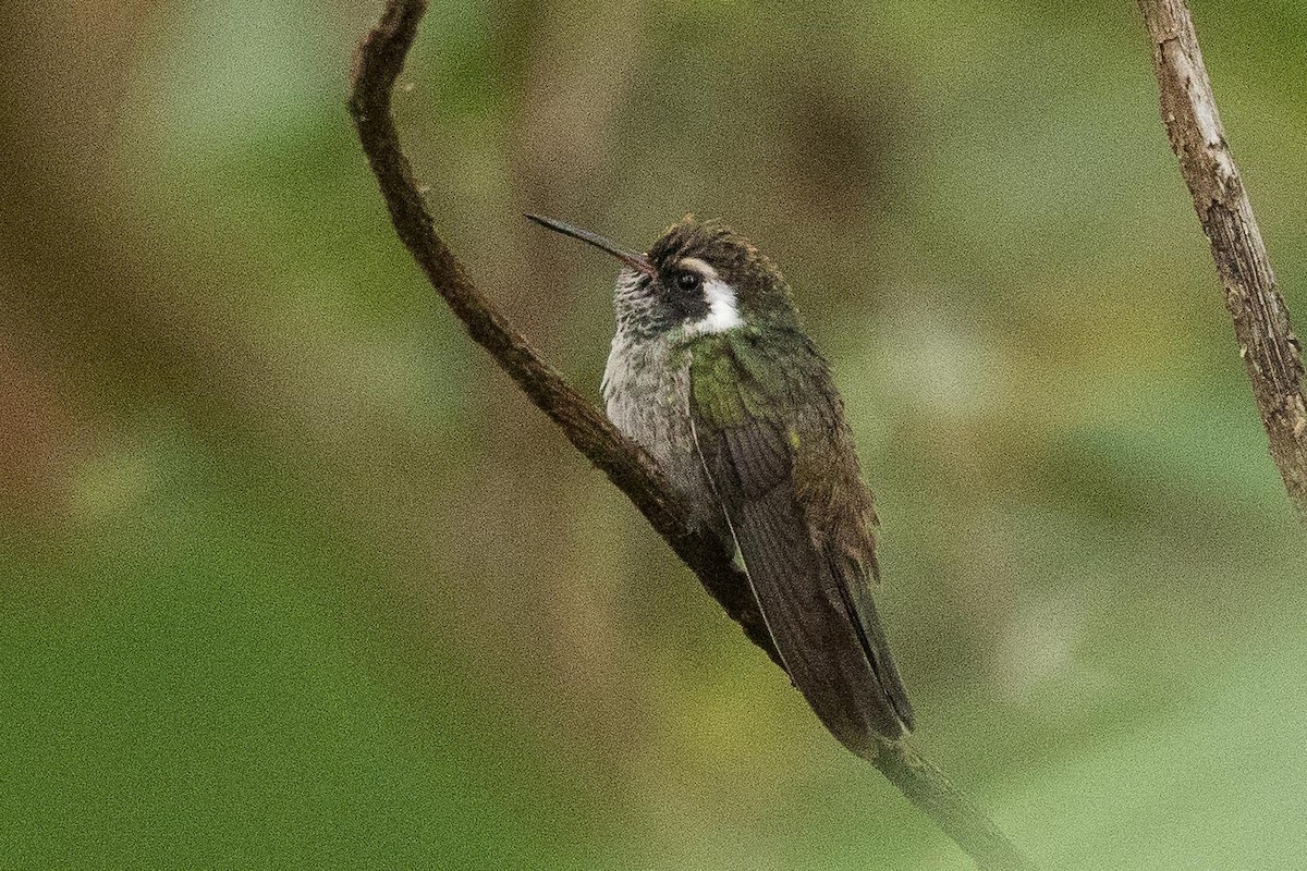 White-eared Hummingbird - ML207895701