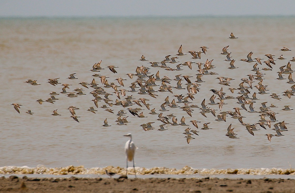 Curlew Sandpiper - Neoh Hor Kee