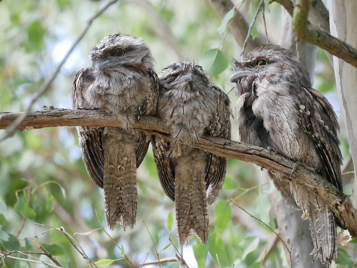 Tawny Frogmouth - Keith Morris