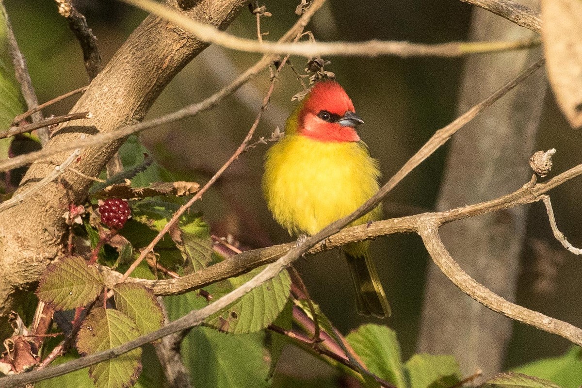 Red-headed Tanager - ML207896721