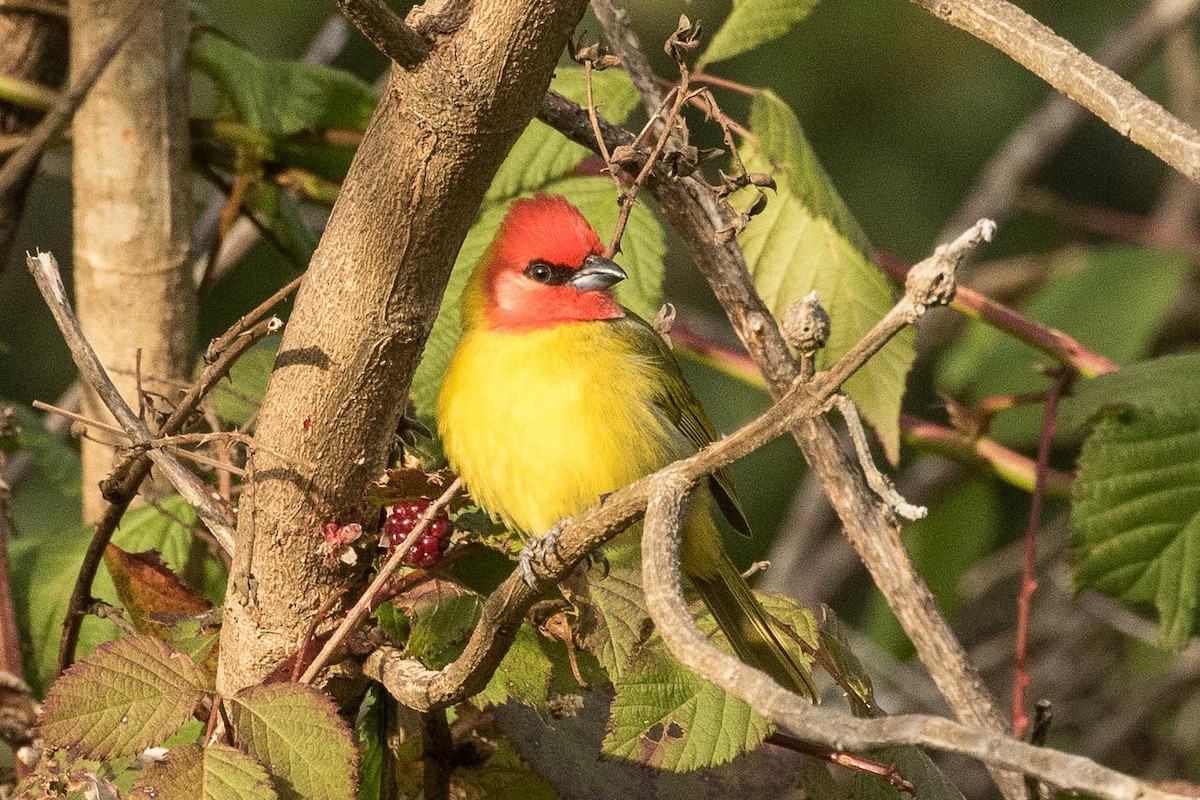 Red-headed Tanager - ML207896751