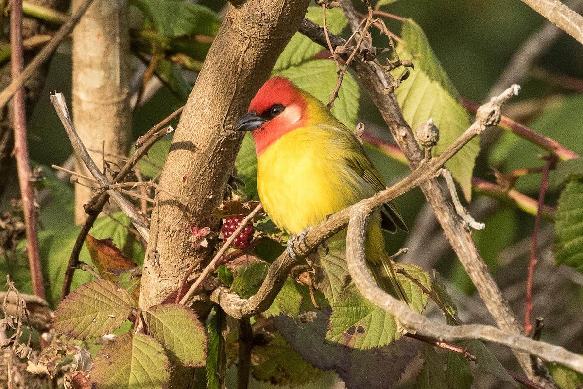 Red-headed Tanager - ML207896761