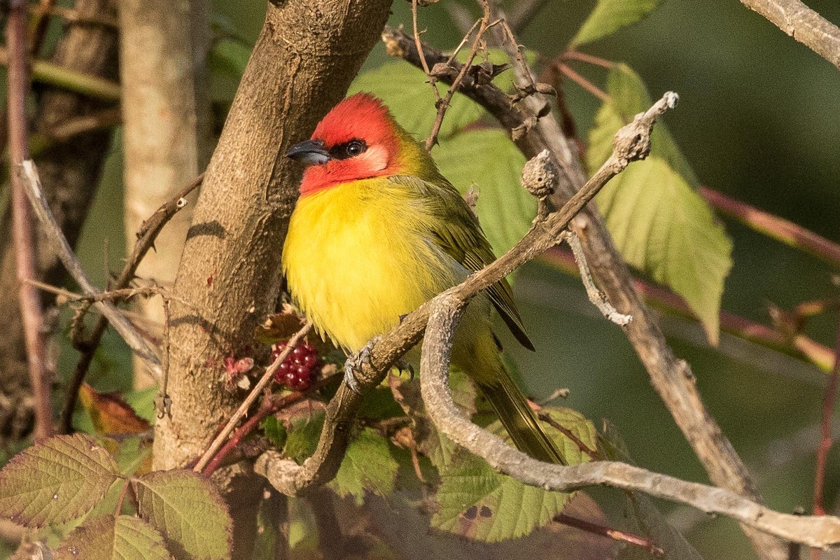 Red-headed Tanager - ML207896781