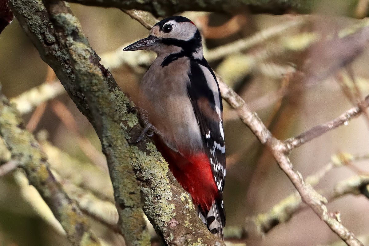 Great Spotted Woodpecker - ML207898391
