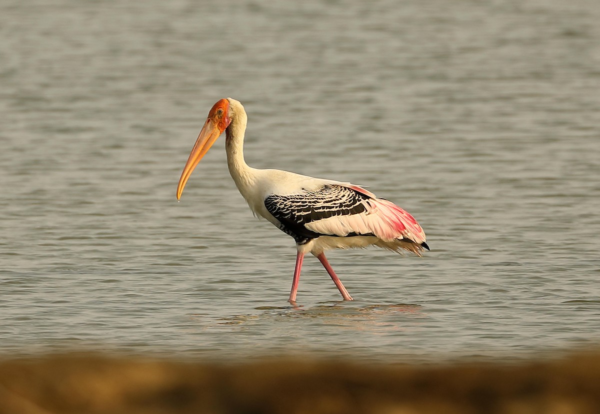 Painted Stork - Ly Lan Le Do
