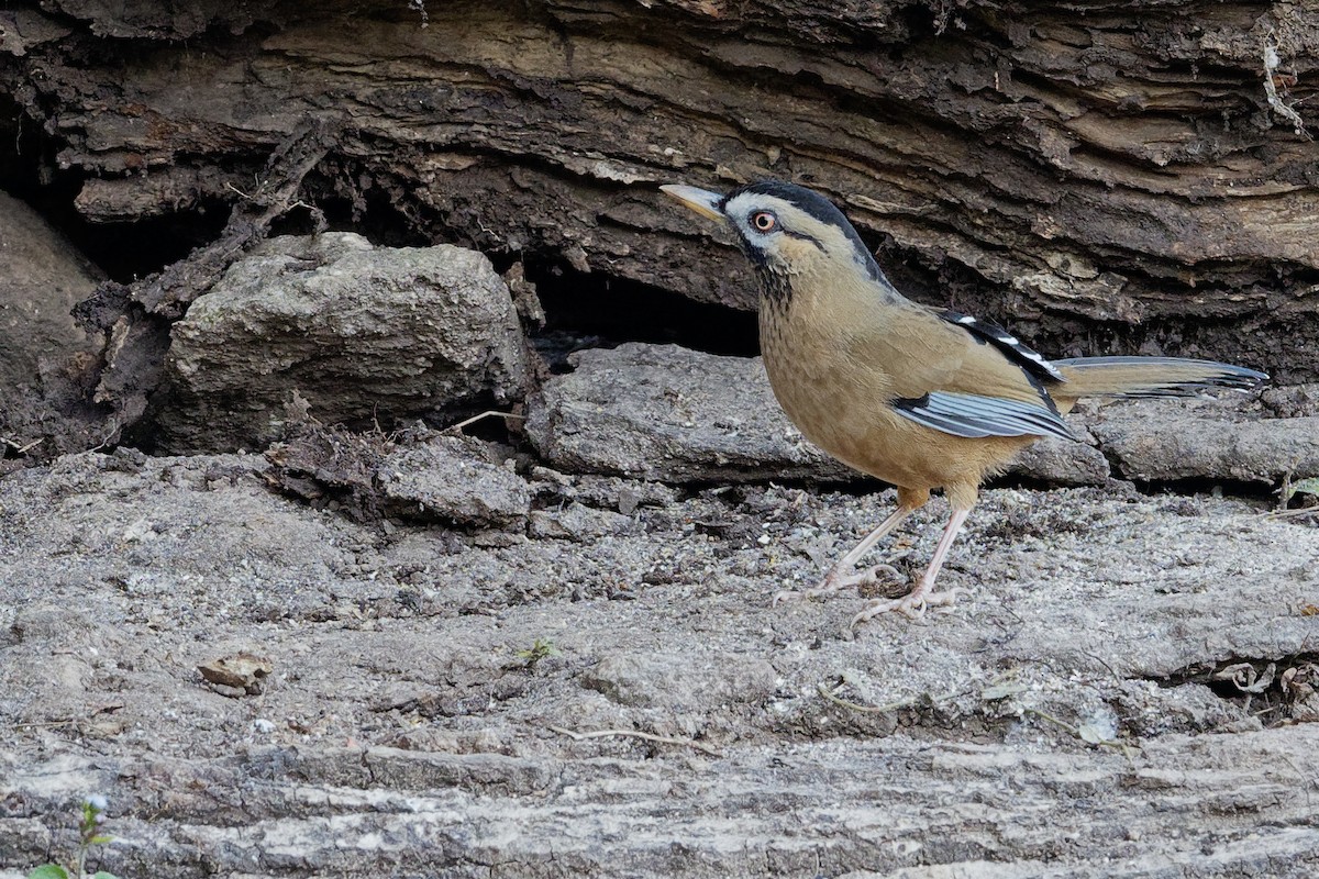 Moustached Laughingthrush - ML207906081