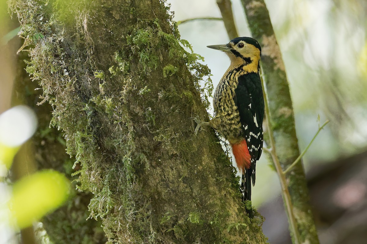 Darjeeling Woodpecker - ML207907601
