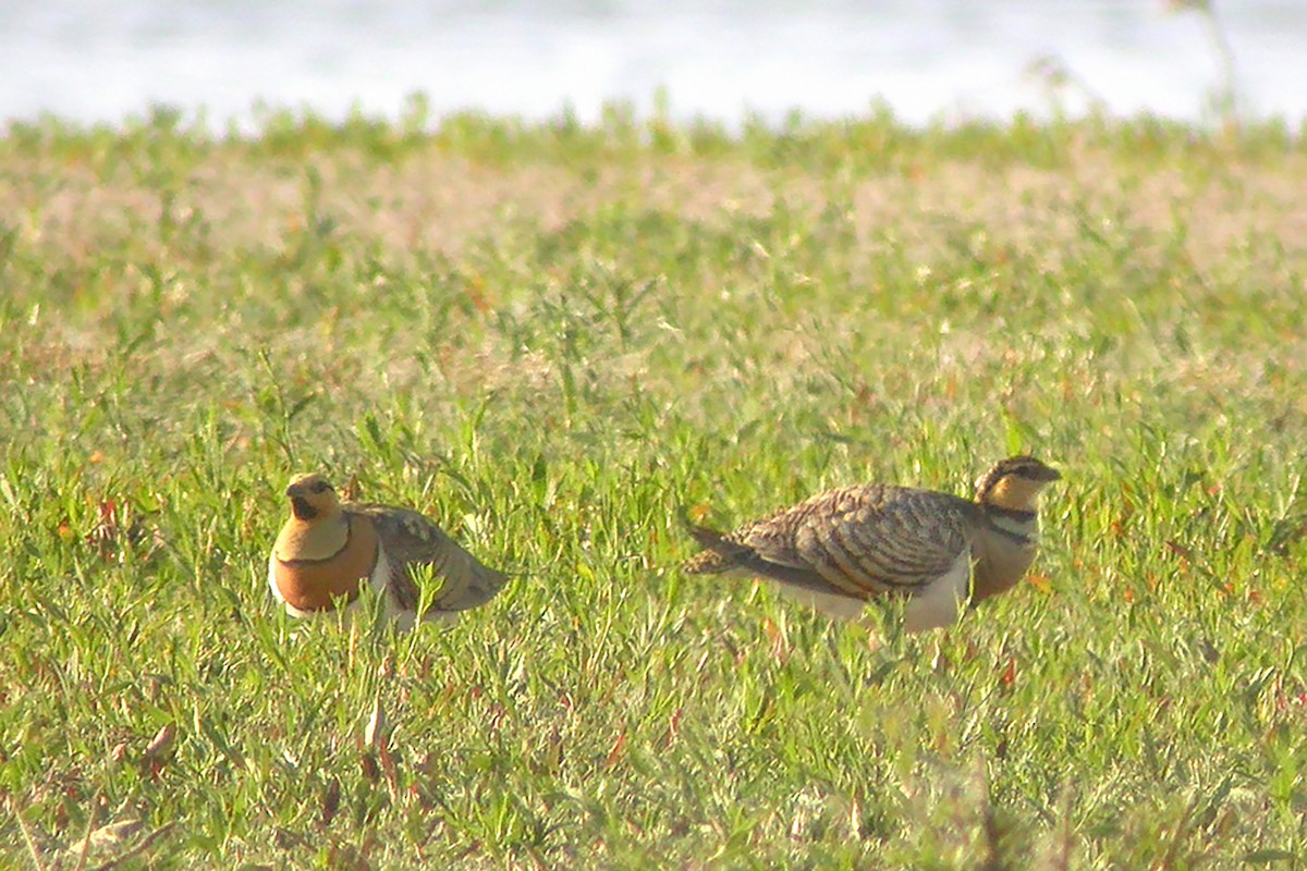 Pin-tailed Sandgrouse - Miguel Rouco