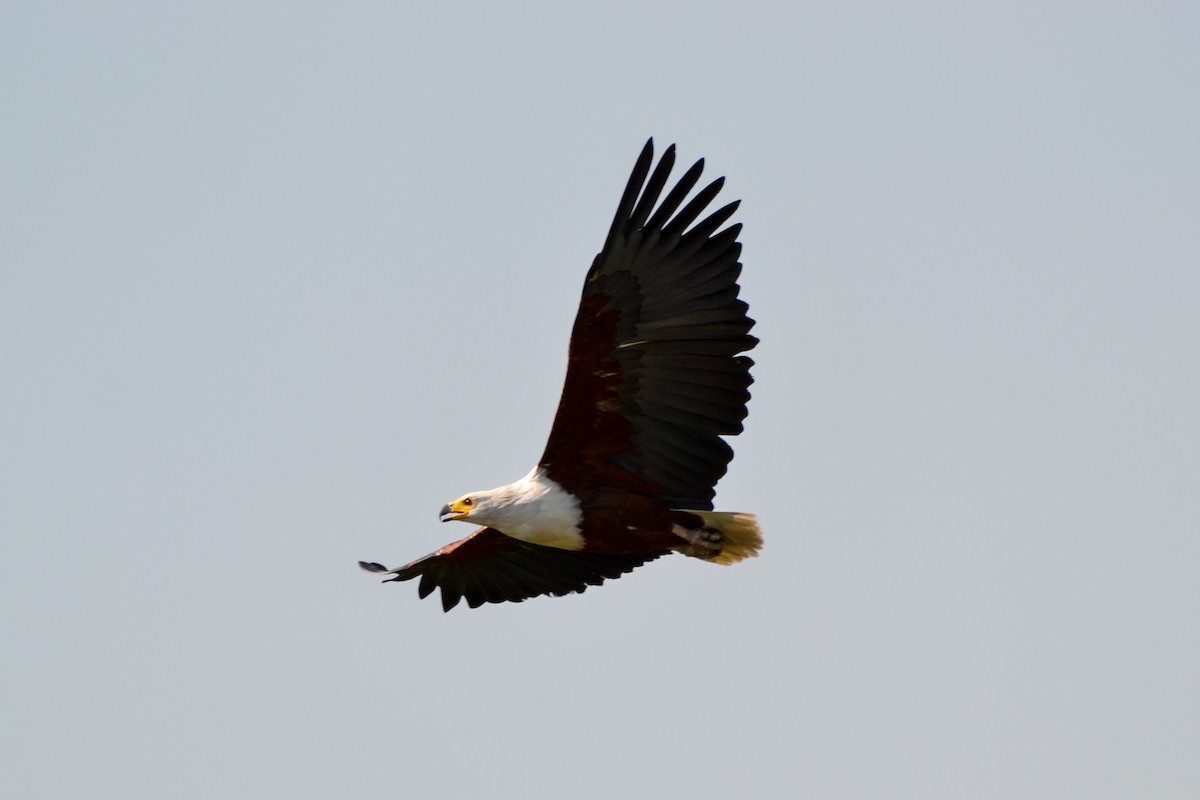 African Fish-Eagle - ML207908941