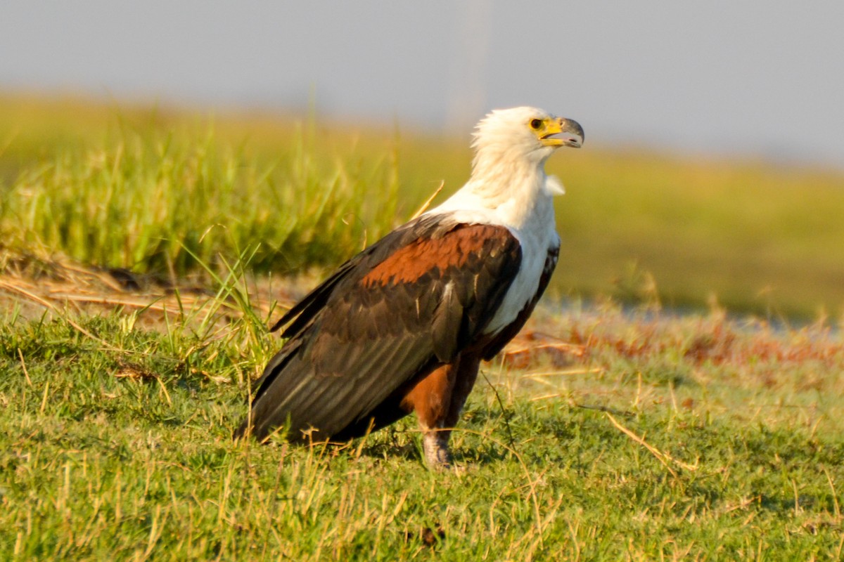 African Fish-Eagle - ML207908981