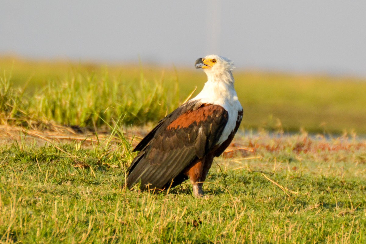African Fish-Eagle - ML207909011