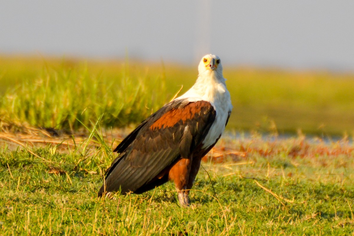 African Fish-Eagle - ML207909051