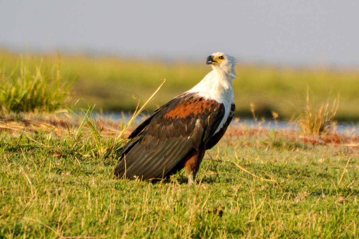 African Fish-Eagle - ML207909101