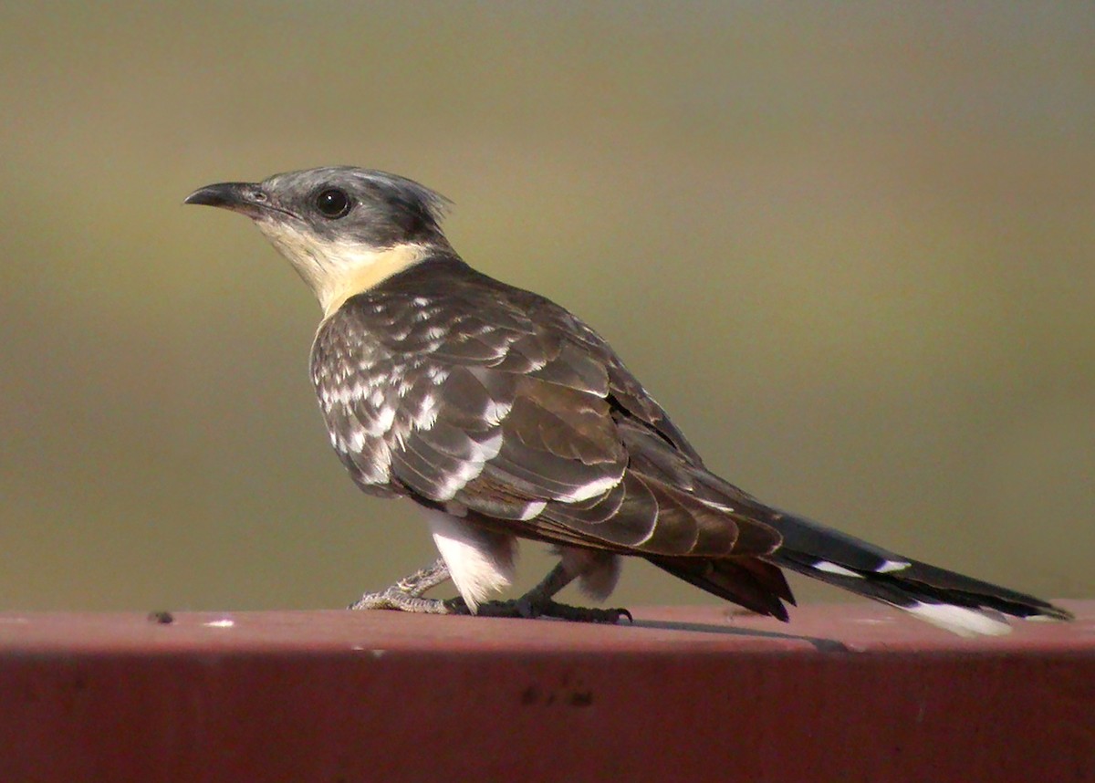 Great Spotted Cuckoo - Miguel Rouco