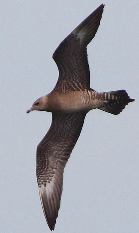 Long-tailed Jaeger - ML207910621