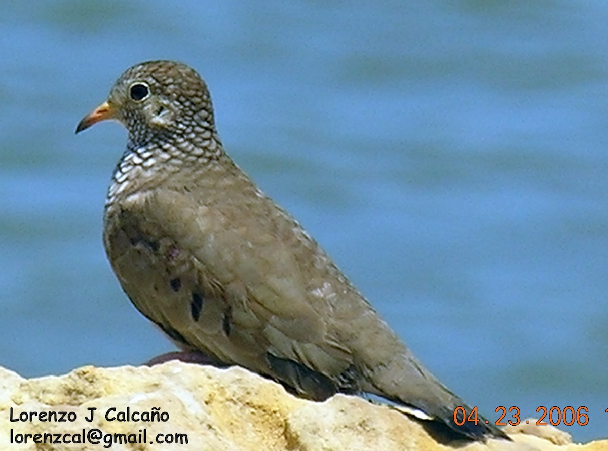 Common Ground Dove - Lorenzo Calcaño