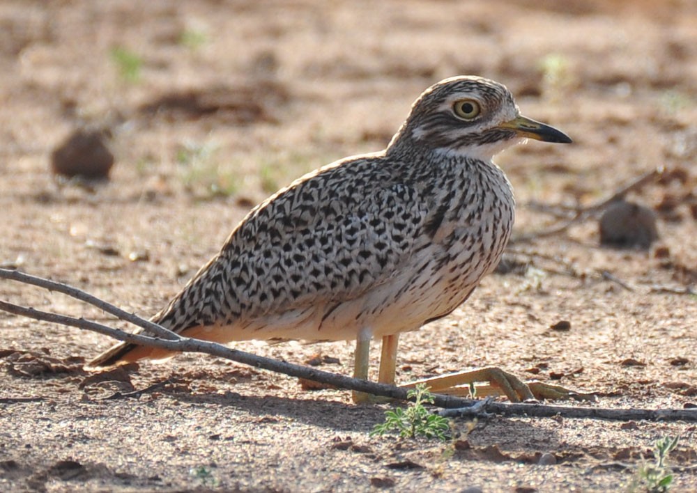 Spotted Thick-knee - ML207917421