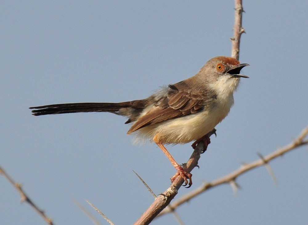 Red-fronted Prinia - ML207917941