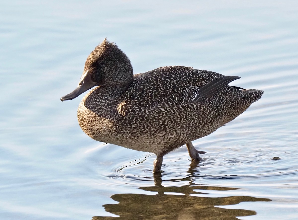 Freckled Duck - ML207921591