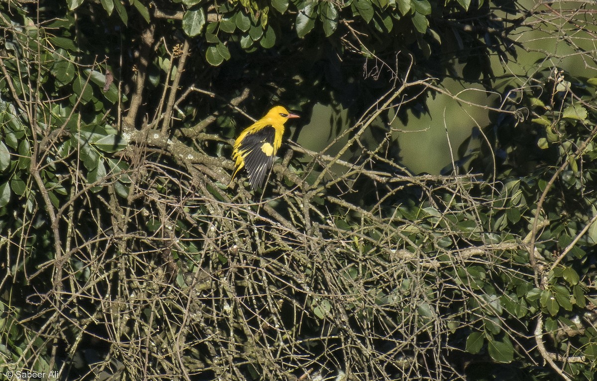 Indian Golden Oriole - ML207921991