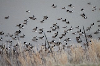 Greater White-fronted Goose, ML207922211