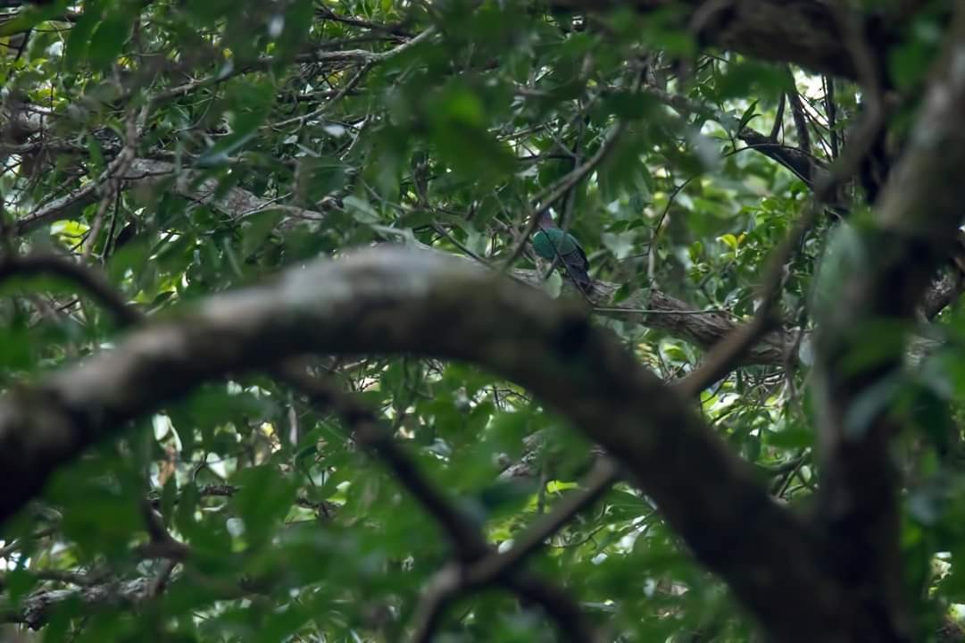 Asian Emerald Dove - Samyam Rumba