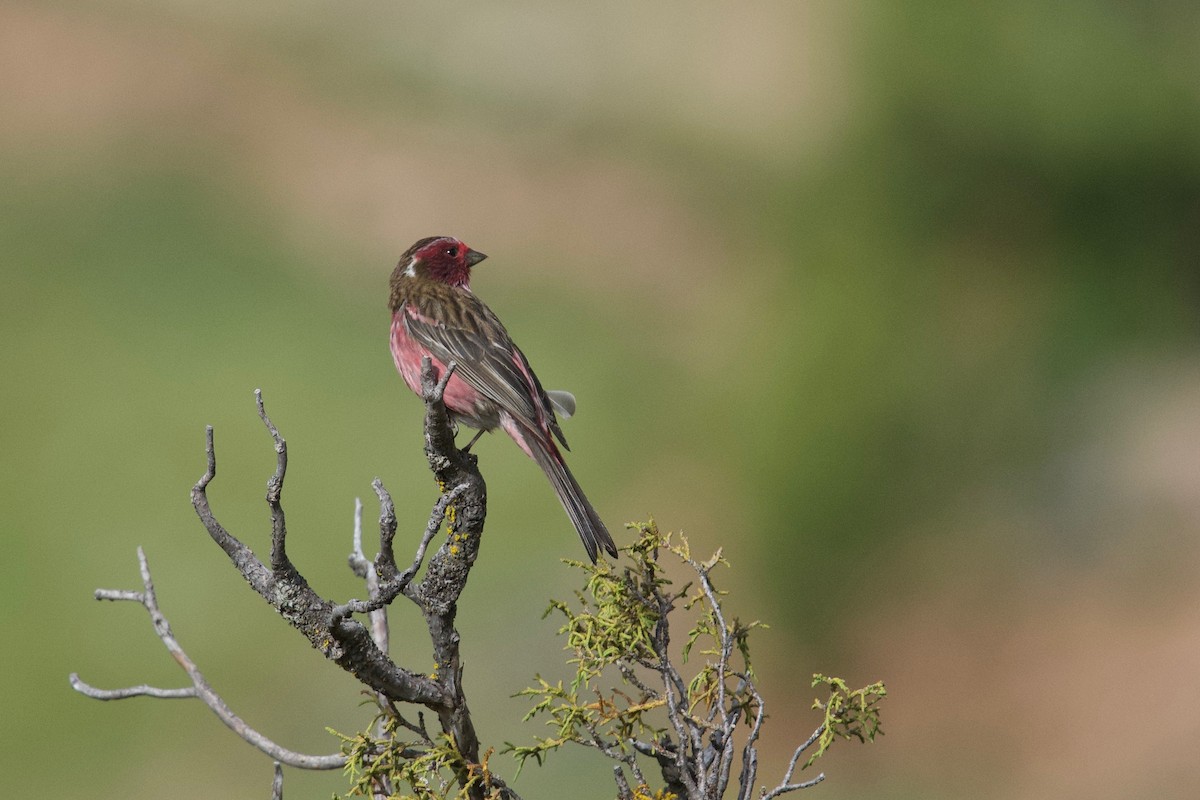 Chinese White-browed Rosefinch - Qin Huang