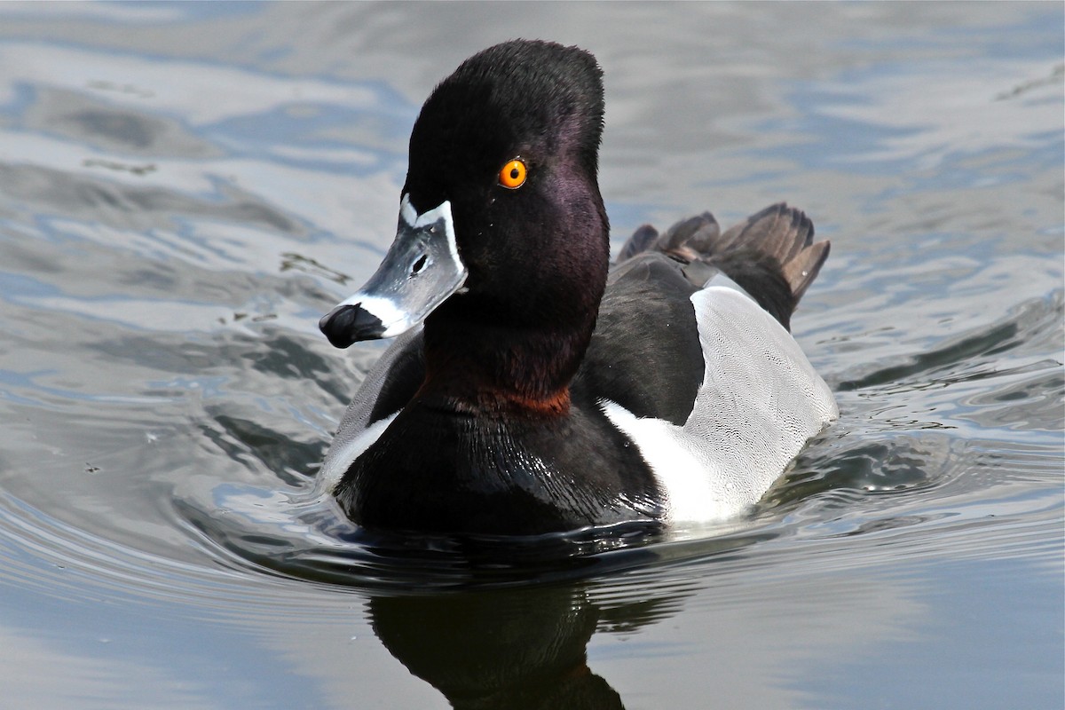 Ring-necked Duck - Daniel Tinoco