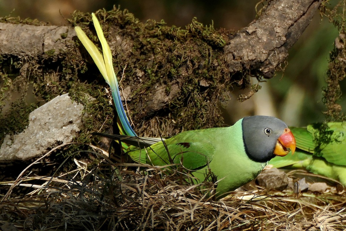 Himalaya Yeşil Papağanı - ML207932961