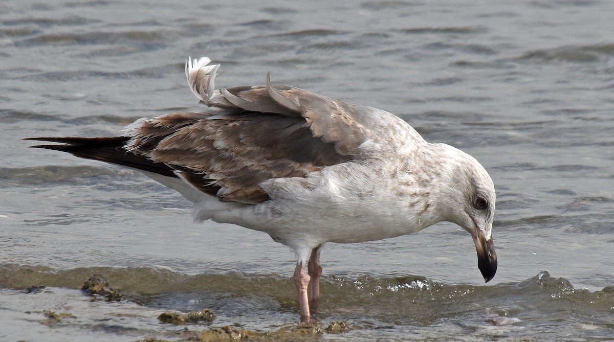 Yellow-footed Gull - Steven Mlodinow