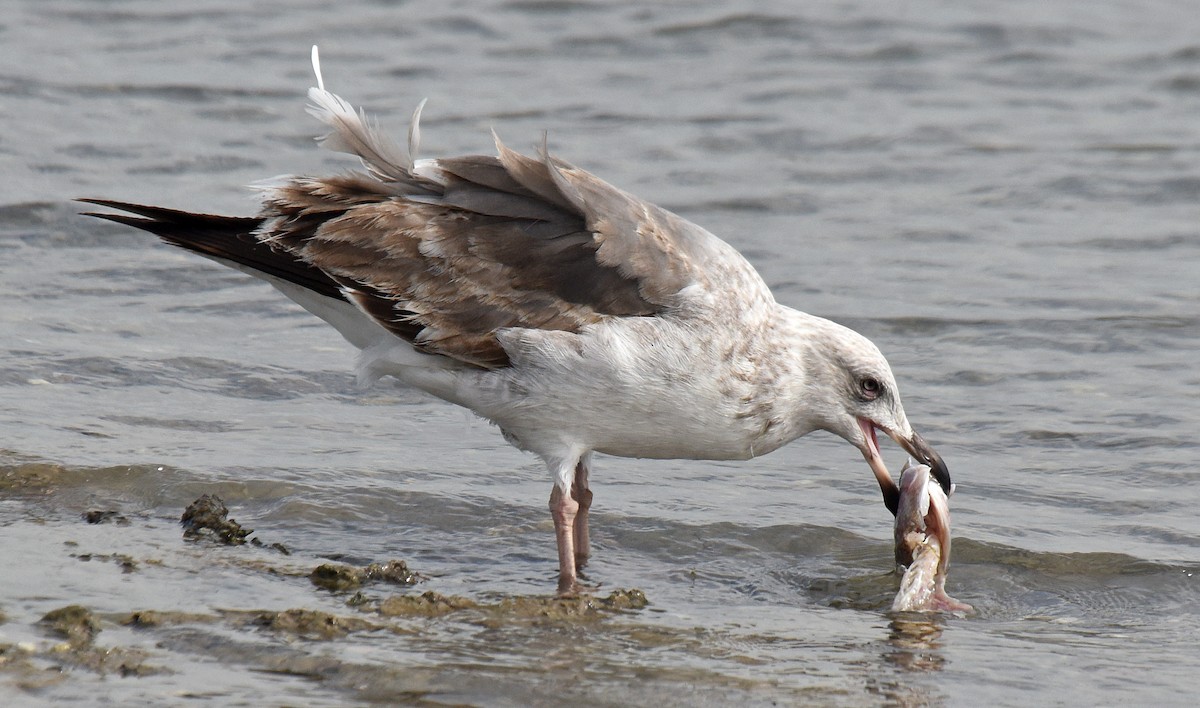 Yellow-footed Gull - ML207933461