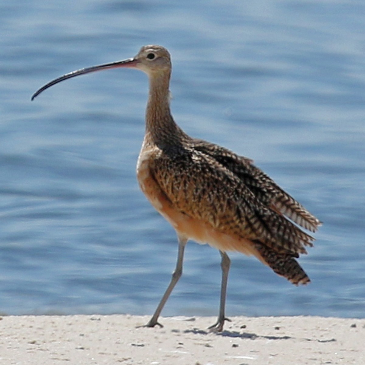 Long-billed Curlew - olivia graves