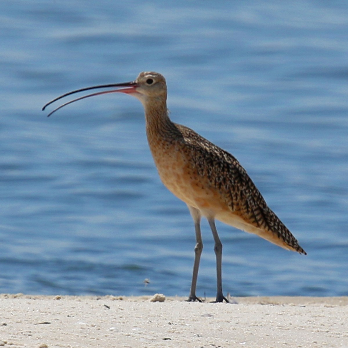 Long-billed Curlew - ML20793511