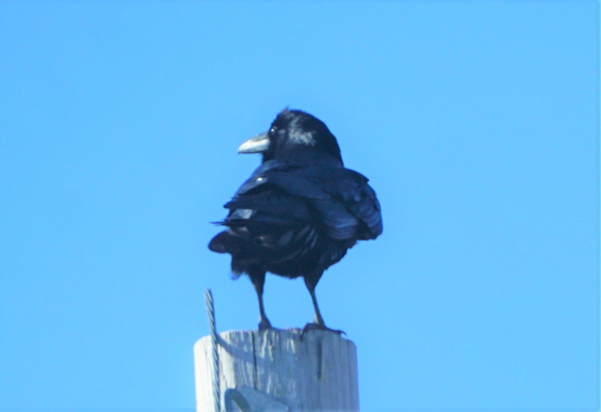 Common Raven - Marcia Dunham