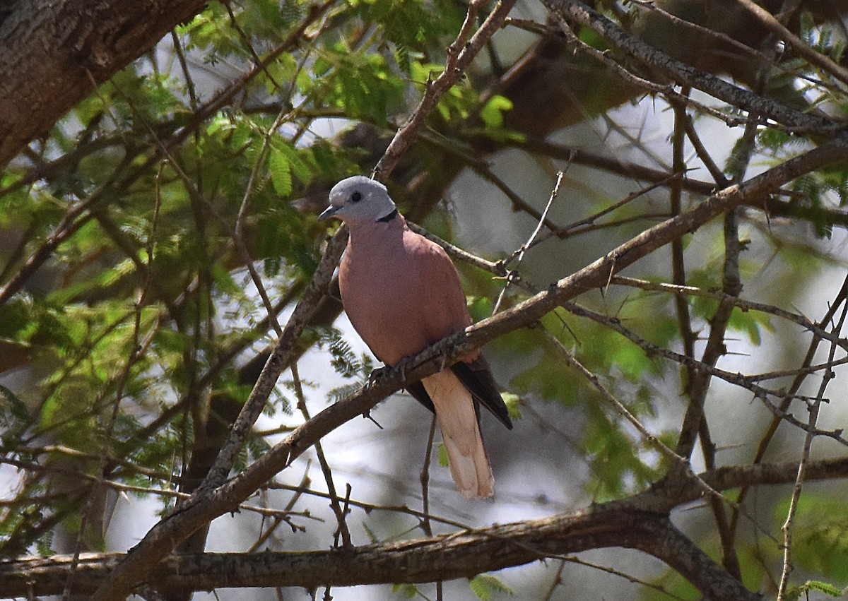 Red Collared-Dove - ML207937751