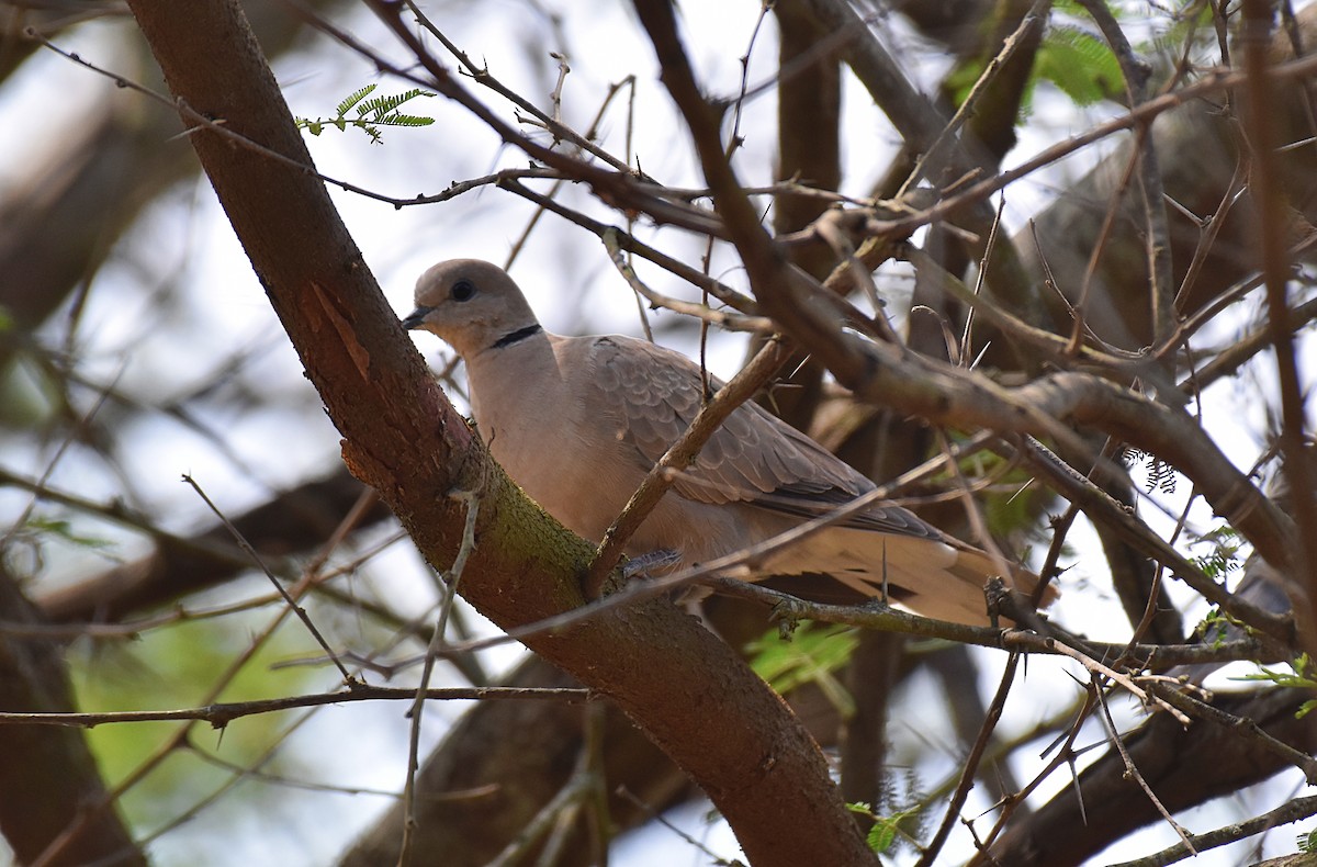Red Collared-Dove - ML207937811