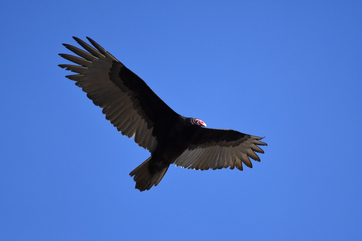 Turkey Vulture - Robert Dobbs