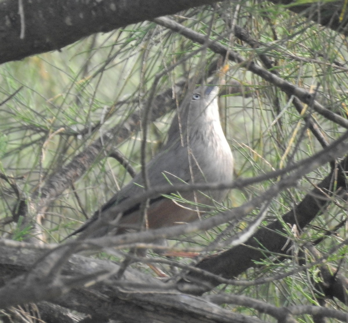 Chestnut-tailed Starling - Abhijeet Rasal