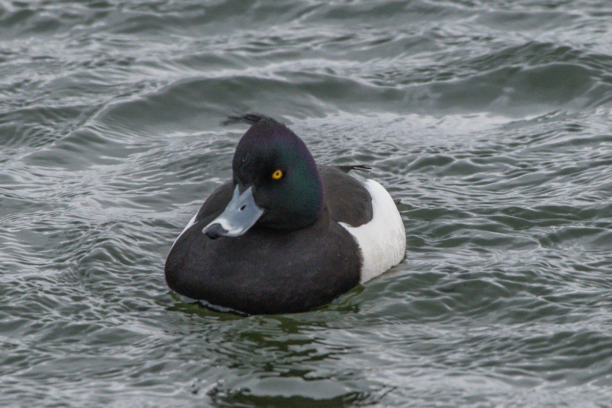 Tufted Duck - ML207942551