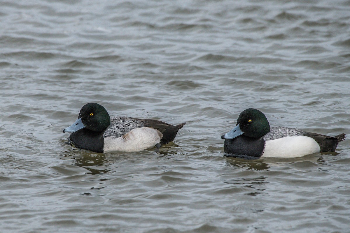 Greater Scaup - ML207942611