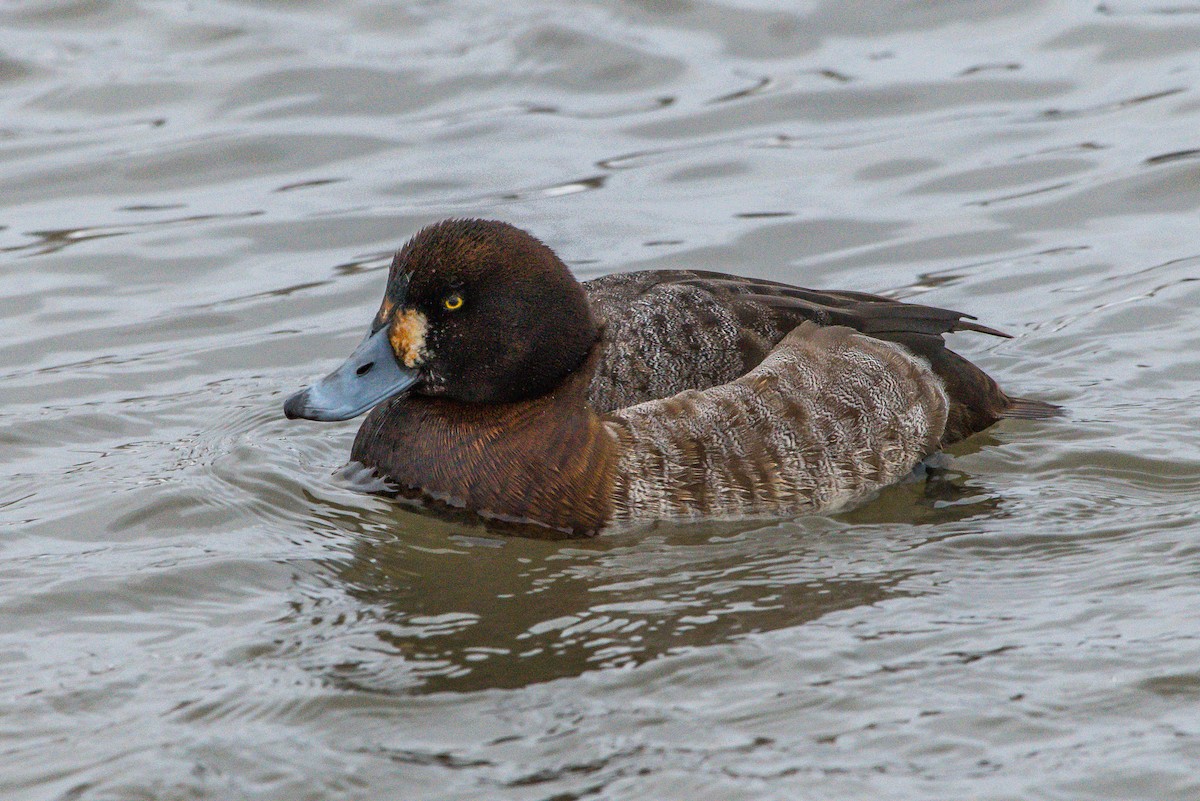 Greater Scaup - ML207942621