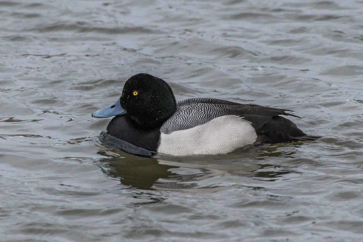 Greater Scaup - ML207942631