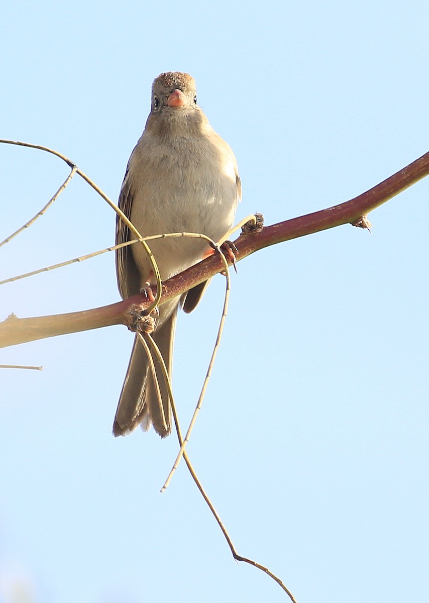 Field Sparrow - ML207943251