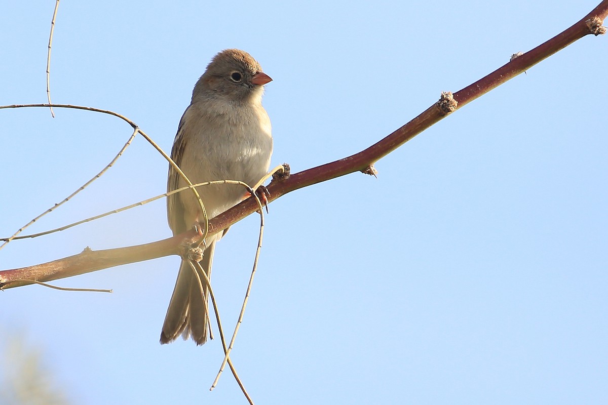 Field Sparrow - ML207943271