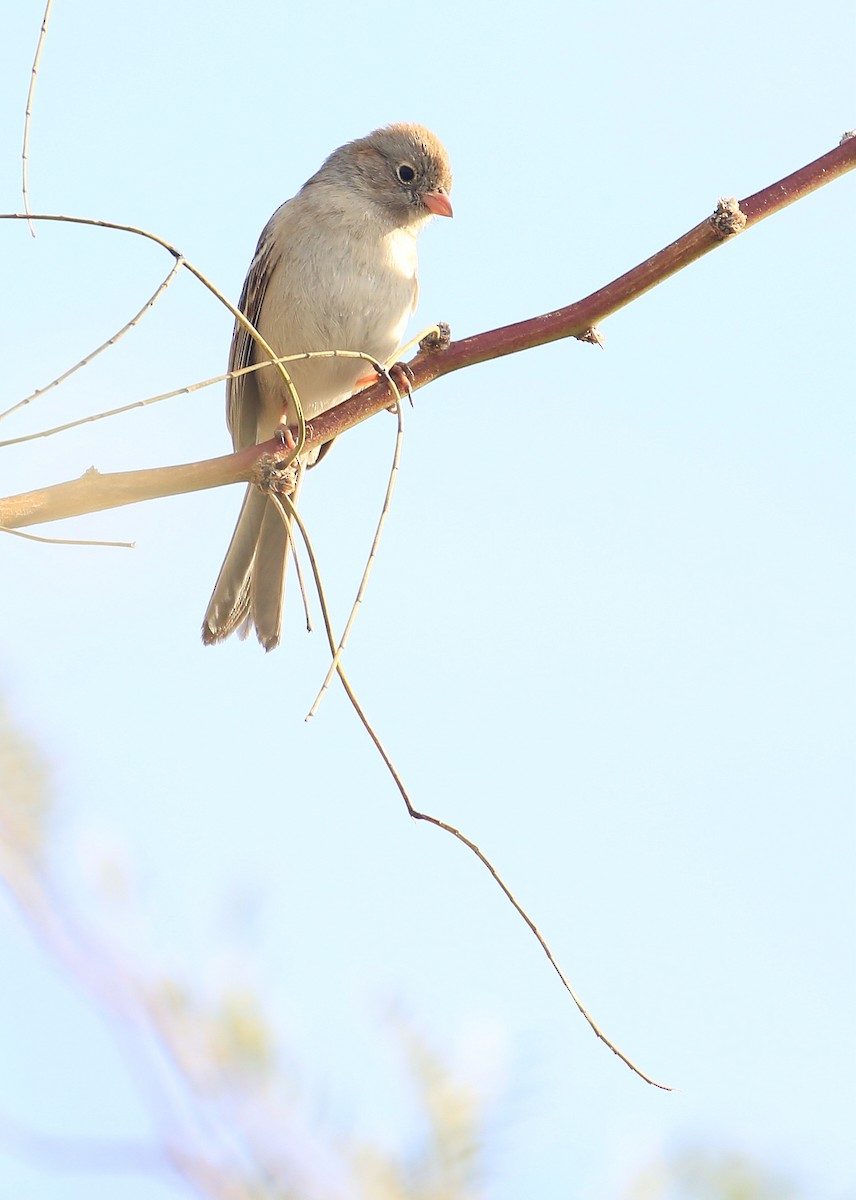 Field Sparrow - ML207943291