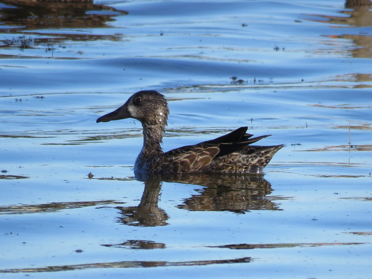 Blue-winged Teal - ML207944651