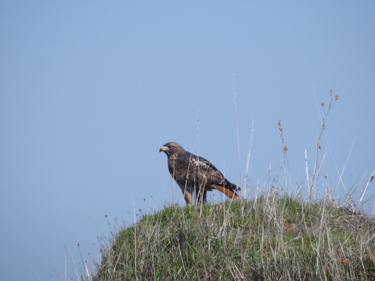 Red-tailed Hawk - ML207947041