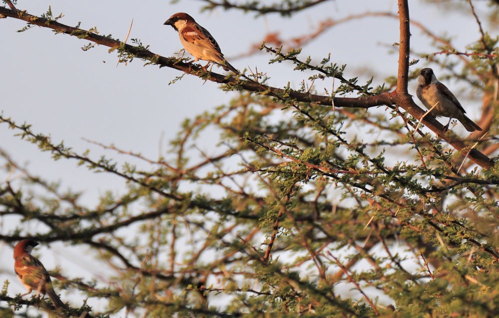 Somali Sparrow - Özgür Ekincioğlu