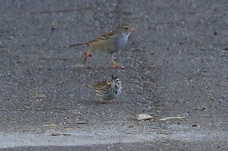 Savannah Sparrow (Savannah) - ML207948031