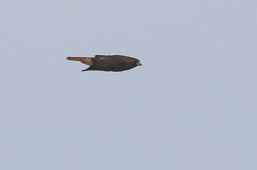 Red-tailed Hawk (calurus/alascensis) - ML207948711